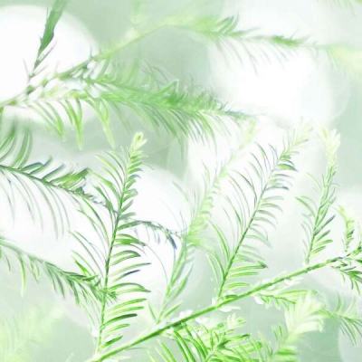 山海经青丘幻境手游下载